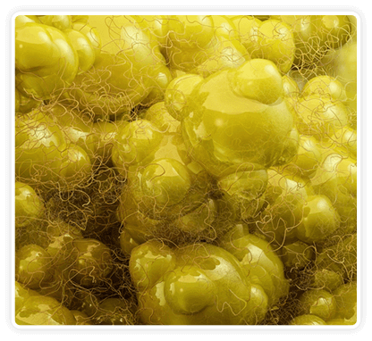 Thermogenesis , Citrus burn