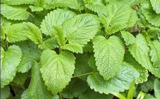 Lemon Balm Extract