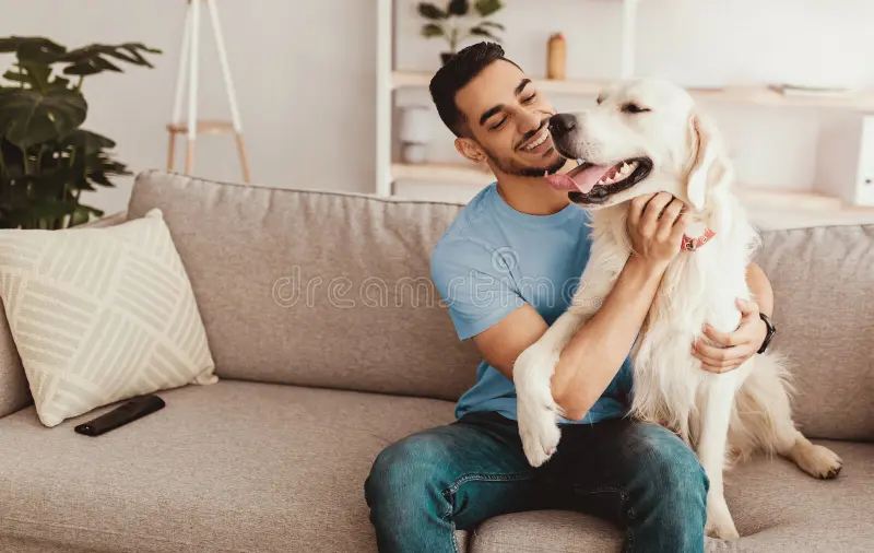 happy-man-playing-his-golden-retriever-dog-cozy-living-room-young-man-smiles-widely-as-cuddles-his-golden-retriever-416209503